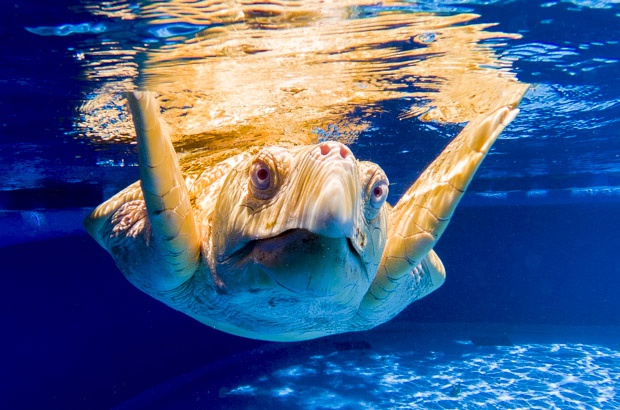 Tartarugas Marinhas Albinas