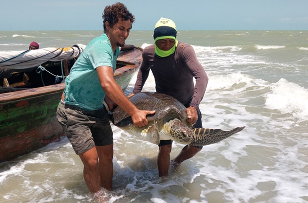 Pesquisa e envolvimento comunitrio ajudam a salvar tartarugas marinhas no Cear