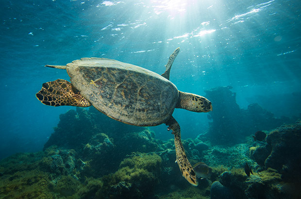 Dia Internacional das Tartarugas Marinhas