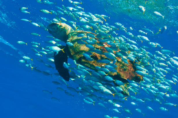 Dia Mundial da Tartaruga Marinha: celebrando um legado de conservação e esperança