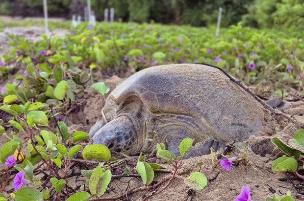 Ubatuba, Praia do Forte e Fernando de Noronha, conectadas por tartarugas-verdes!