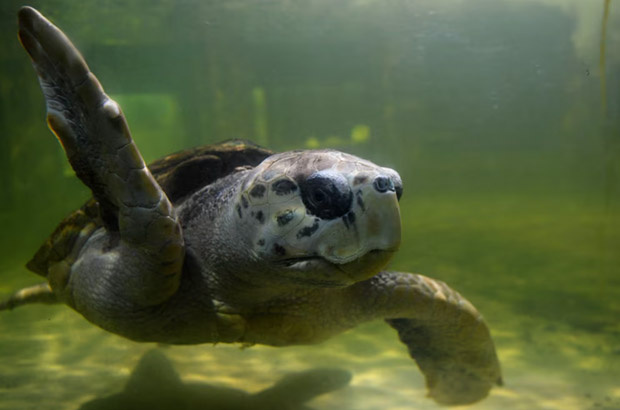 Jorge, a tartaruga – cabeçuda que passou 40 anos em cativeiro e agora está de volta ao oceano!