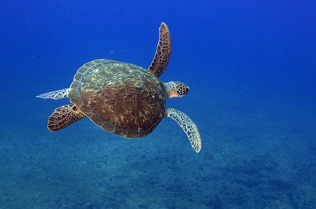 Mês dos Oceanos no Projeto Tamar