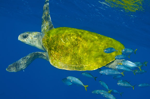 Estudo investiga a diversidade genética das tartarugas-oliva ao longo da costa do Brasil.