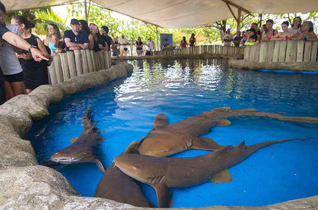 Verão no Projeto Tamar!