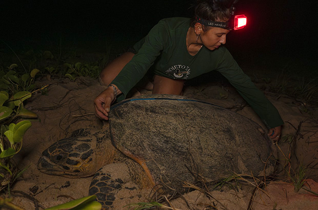 Tartaruga-de-pente no Brasil: estudo com quase 30 anos de dados do Projeto TAMAR mostra sinais de recuperação — e a importância de manter a proteção