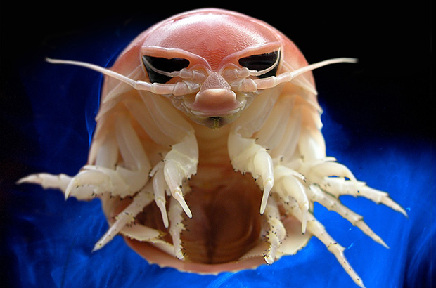 Uma viagem às profundezas: Novidade nos Museus da Fundação Projeto Tamar revelam os segredos do oceano 