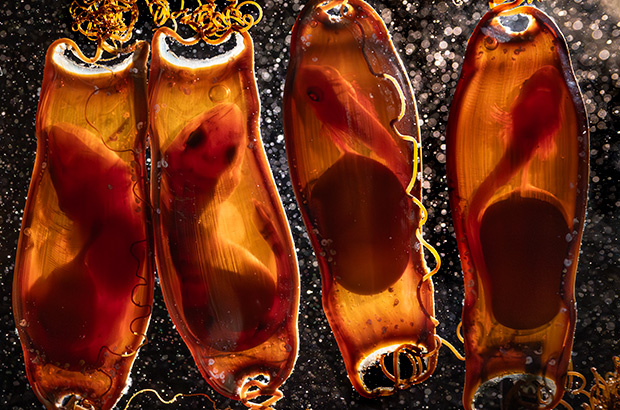 Nascimento de filhotes de tubarão-Olho-de-Gato no Museu da Fundação Projeto Tamar