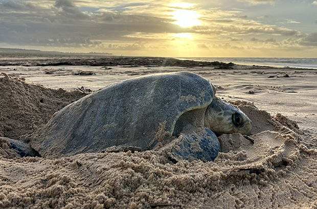 Tartarugas marinhas batem um bolão na temporada 2025/2026 