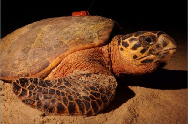 Estudo acompanha rotas de tartarugas-de-pente e analisa dados relevantes para Unidades de Conservação