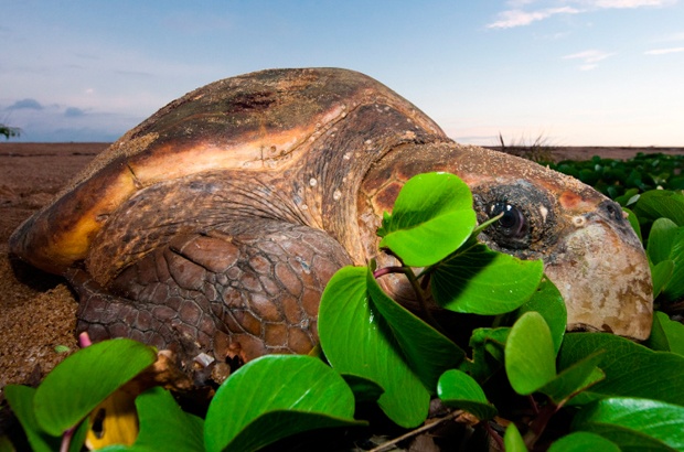 Temporada 2012/2013: tartarugas marinhas voltam às praias para desovar 