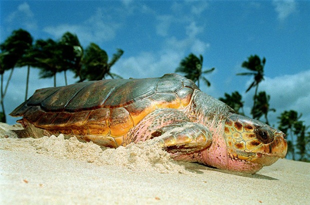 Bases do Tamar na Bahia unidas pela limpeza das praias