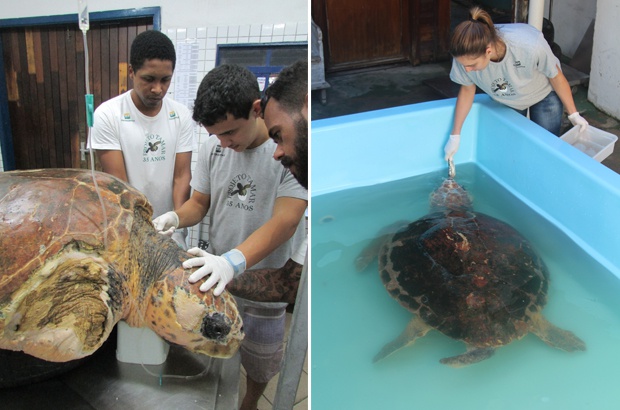 Resgatado no litoral de São Paulo um macho de tartaruga marinha