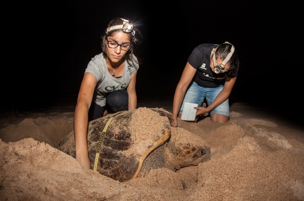Temporada de reproduo de tartarugas marinhas no Brasil requer ateno nas praias e no mar