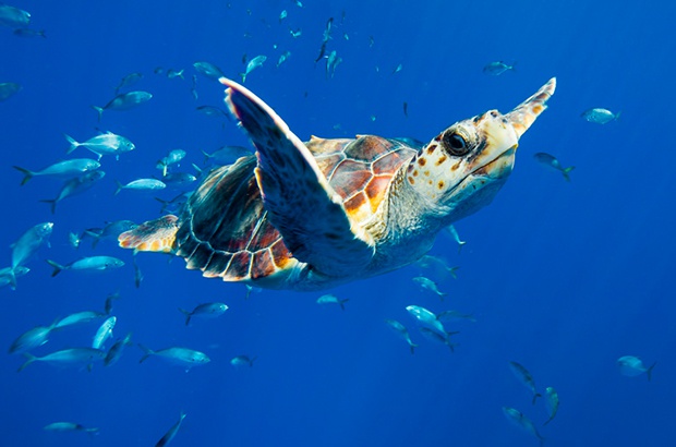 Projeto Tamar celebra mês do meio ambiente, dos oceanos e das tartarugas marinhas