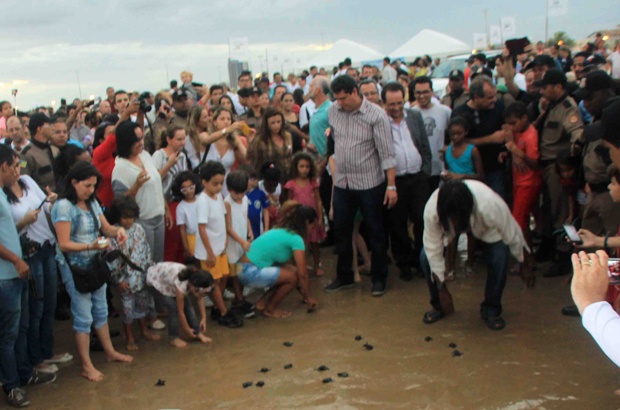 600 mil filhotes são liberados ao mar em uma única temporada reprodutiva