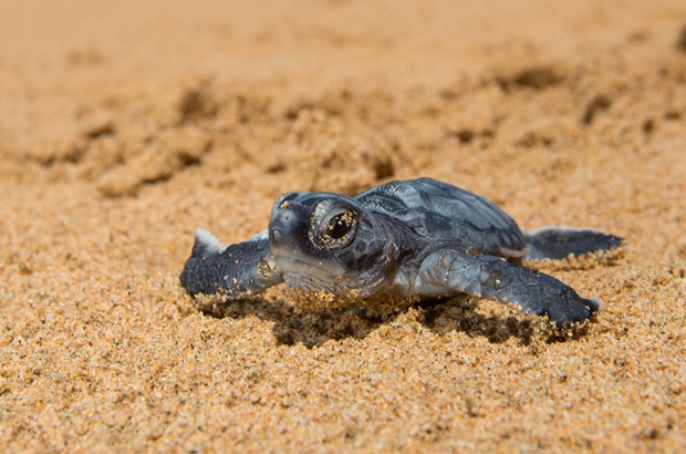 Balano da temporada de reproduo das tartarugas em Noronha/PE e Trindade/ES