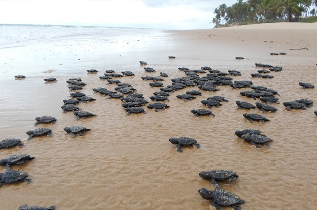 Nova geração de tartarugas marinhas ocupa as praias brasileiras 