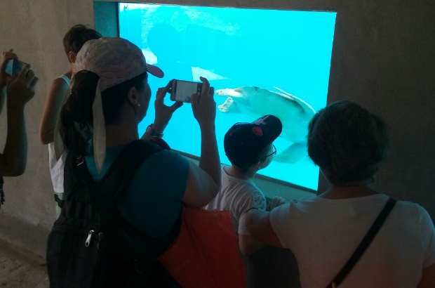 Vitória ganha novo tanque de visualização de tartarugas