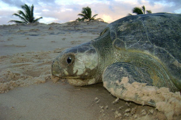 Costa de Sergipe é área prioritária para conservação da tartaruga oliva