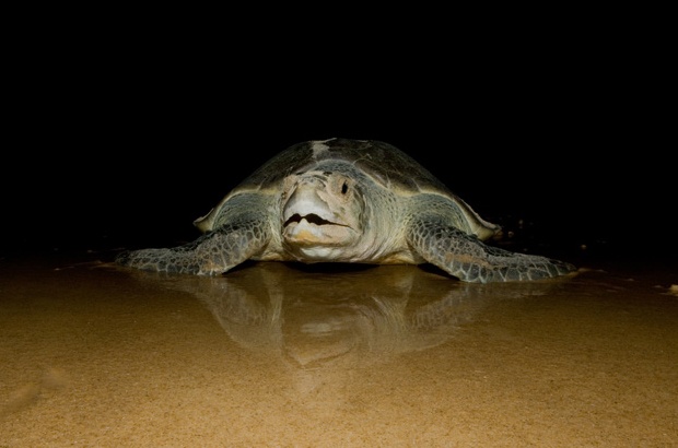 Tartaruga oliva: fidelidade às praias baianas e sergipanas