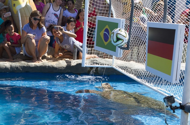 Para alegria geral da nação, tartaruga marinha indica vitória do Brasil na semifinal