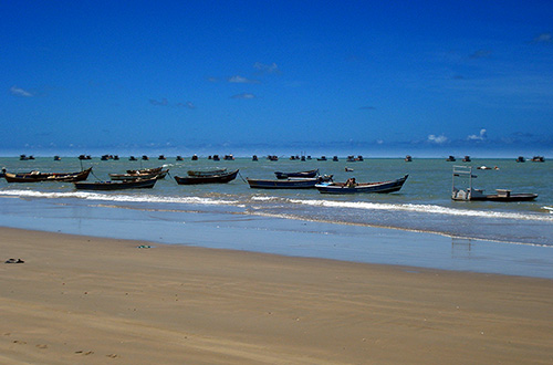 Peba tem índice preocupante de captura pela pesca