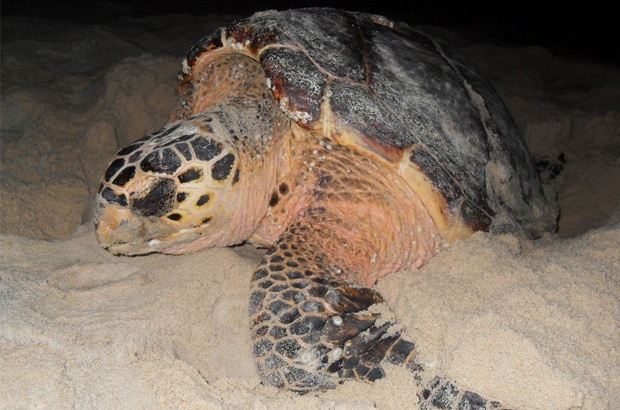 Descobertas novas peças do quebra-cabeças sobre o ciclo de vida da tartaruga de pente