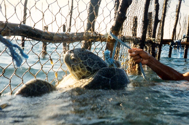 Encontro discutiu possíveis medidas para mitigar a captura incidental de grandes animais na pesca