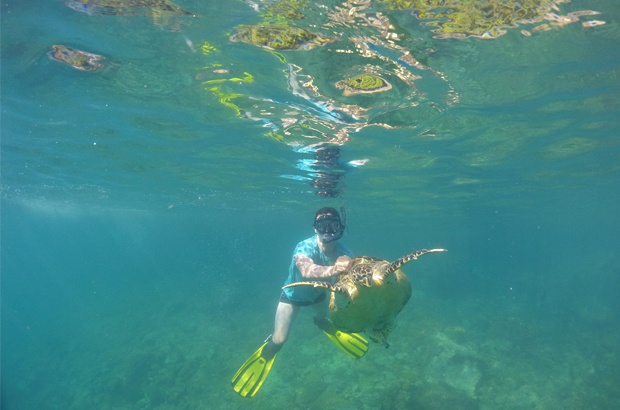 Projeto Tamar vai conhecer as tartarugas de pente em Ubatuba/SP