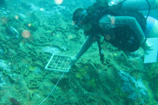 Pesquisa indica importante área de alimentação e desenvolvimento das tartarugas verdes