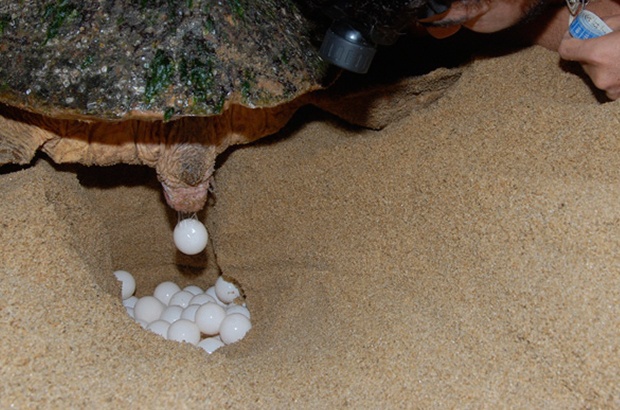 Avaliação do PAN Tartarugas Marinhas monitorou 65 ações de conservação e pesquisa no Brasil