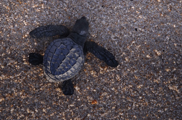 TAMAR alerta para crescimento da predação de tartarugas marinhas por raposas