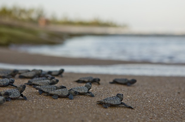 Óleo nas praias do Nordeste: atuação do Projeto Tamar para proteger as tartarugas marinhas