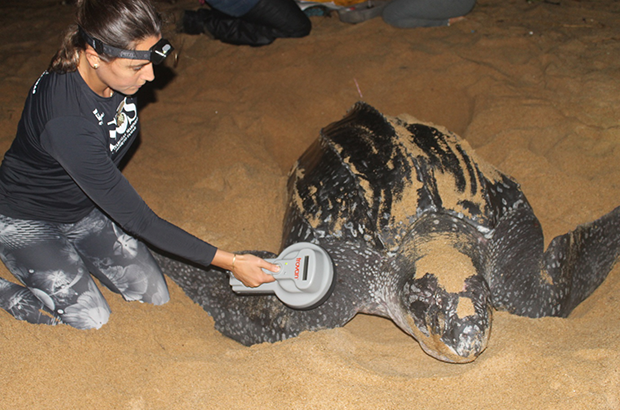 PIT tags: pesquisadores do Projeto Tamar testam mais um método de marcação de tartarugas marinhas