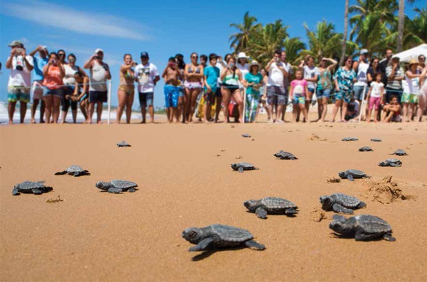 Itapuã, Brasil: um estudo de caso para engajamento urbano na conservação de  tartarugas
