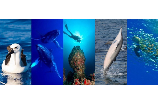 Rede BIOMAR completa 10 anos de resultados positivos para a conservação marinha