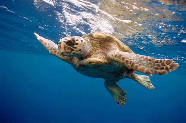 Conservação de tartarugas marinhas integrou congresso de herpetologia