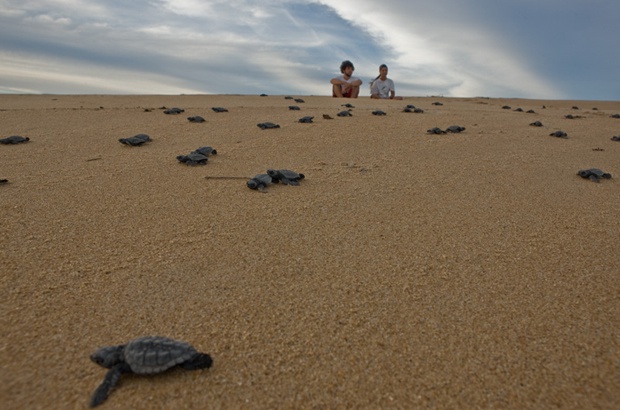 Identificao das praias que produzem machos de tartaruga-cabeuda no Atlntico Sul