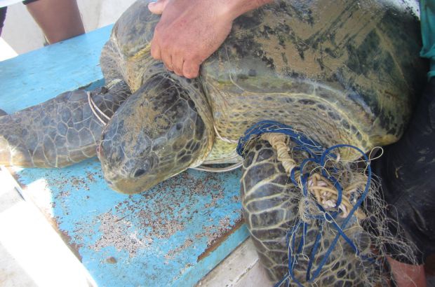 Macho de tartaruga-verde sobrevive após ficar preso a restos de rede de pesca