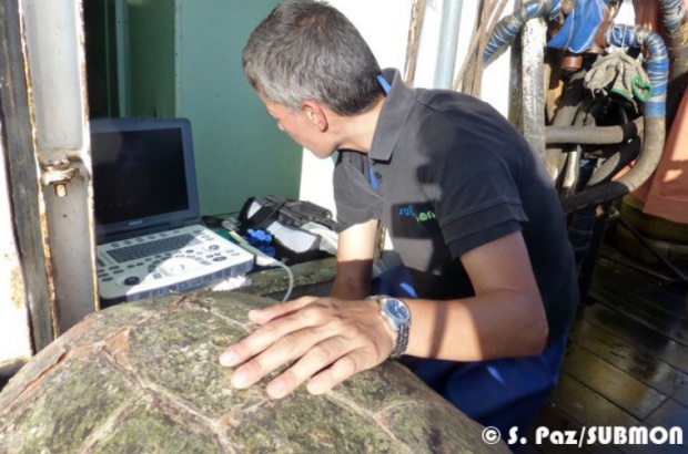 Realizado primeiro experimento para avaliação de doença descompressiva em tartarugas marinhas