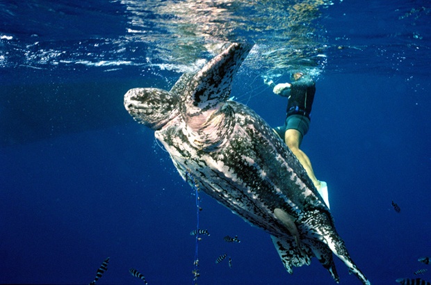 Pesquisa identifica zonas de risco para as tartarugas de couro no Oceano Atlântico