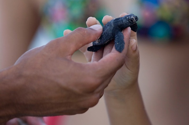 No mês das crianças, aprenda mais sobre as tartarugas marinhas e os oceanos