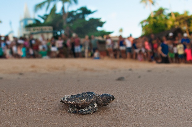 Pesquisadores comemoram marca inédita para a conservação das tartarugas marinhas no Brasil