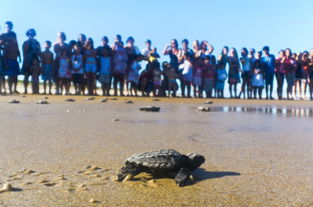 TAMAR compartilha com todos os cidadãos a responsabilidade da proteção às tartarugas marinhas