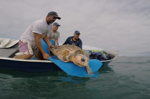 Tartaruga cuidada pelo TAMAR Ubatuba voltou para o mar 