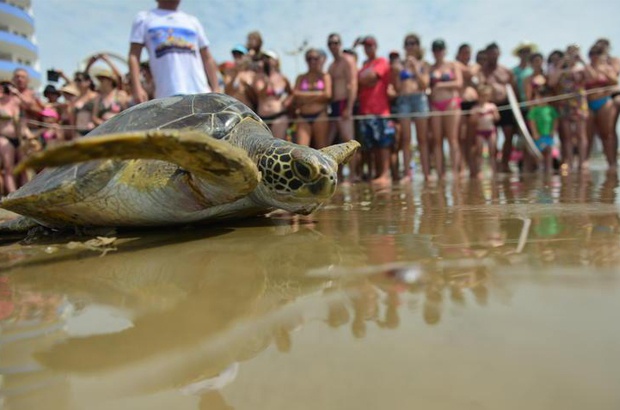 Soltura em Navegantes mobilizou amigos das tartarugas sobreviventes de rede de pesca