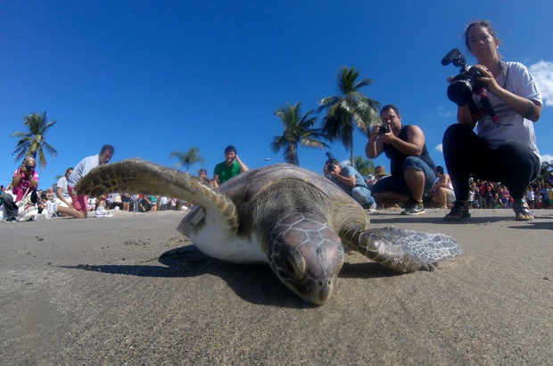 Mês dos Oceanos e das tartarugas marinhas: conservação, educação e cidadania