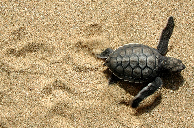 40 milhões de vidas nas praias brasileiras