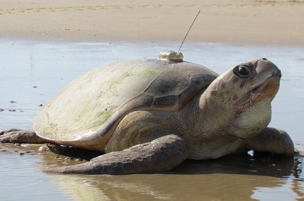 Tartarugas monitoradas por satélite há mais de 100 dias ainda emitem sinais